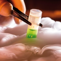 Cellule staminali “naïve” prodotte in laboratorio